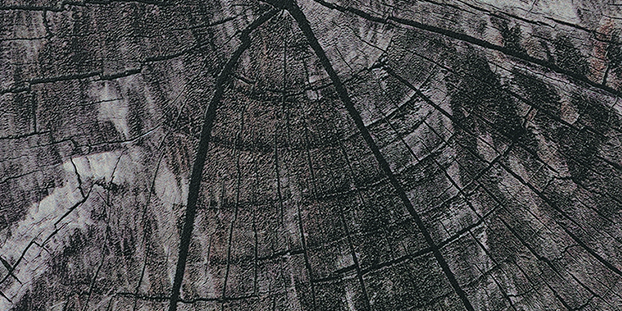 画像：古木の質感、樹液による風合い